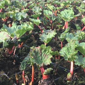 Plants de rhubarbes / alimentaires