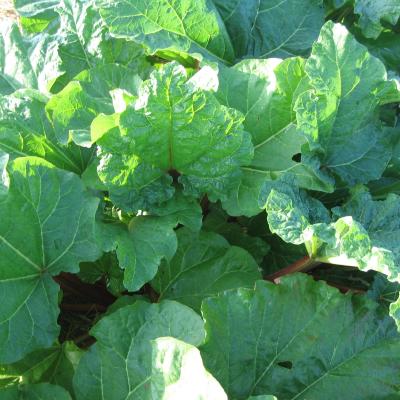 RHEUM EARLY WINE
